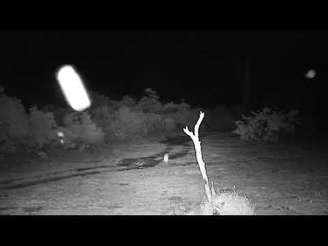 Djuma: Buffalo herd still resting - 22:03 - 11/22/21