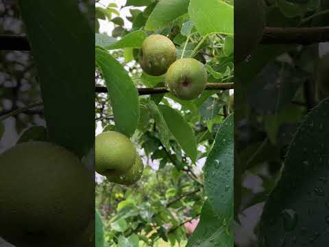 これが、すぐに果樹にホイルを被せるべき理由です。  庭園