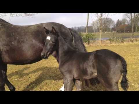 Totilas's most beautiful's daughter "Thrill Me" ("Cala D'Or")