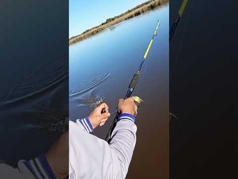 pesca de un moncholo en la balsa de san justo #pesca