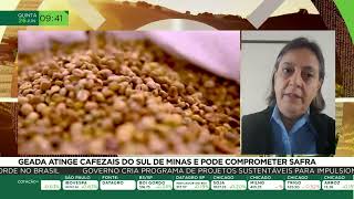 Geada atinge cafezais do sul de Minas e pode comprometer a safra