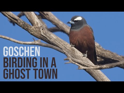 is this the best BIRD WATCHING reserve in Victoria?? (GOSCHEN Victoria Australia)
