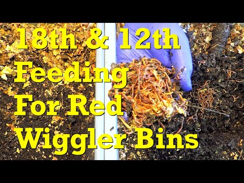 Red wiggler "buddy" worm bins with 60 days difference in their ages - vermicompost