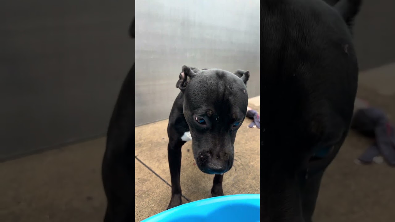 Enlarge Tadasana, a Adoptable Pit Bull Terrier in Chicago, IL video 5/5