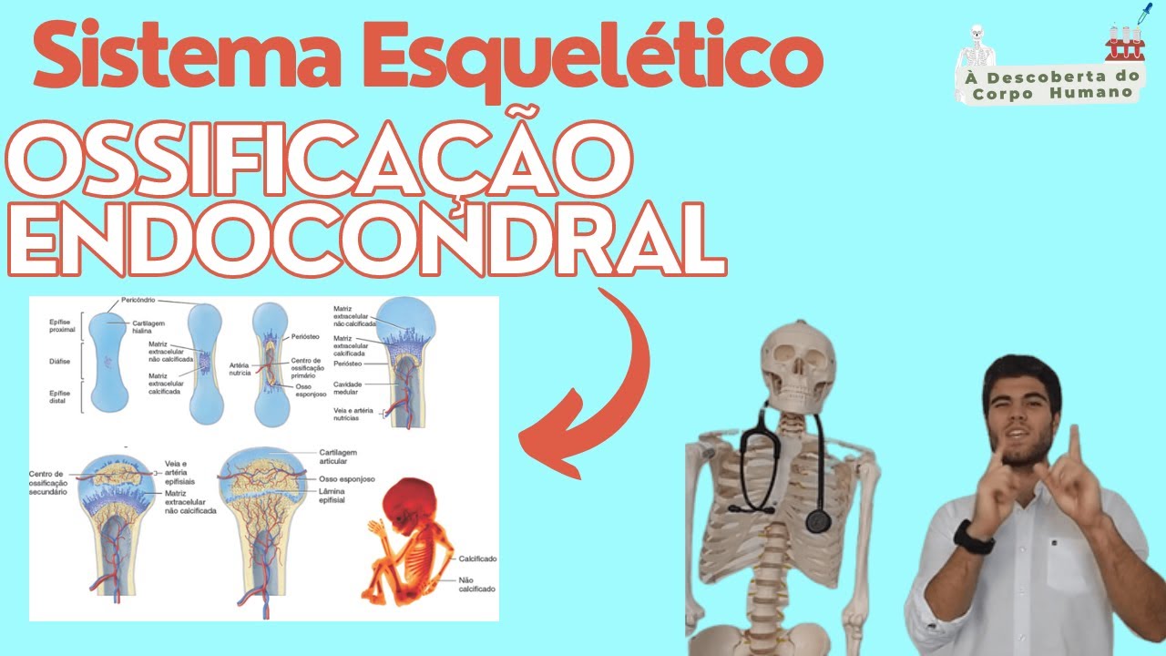 OSSIFICAÇÃO ENDOCONDRAL EM 10 MINUTOS!