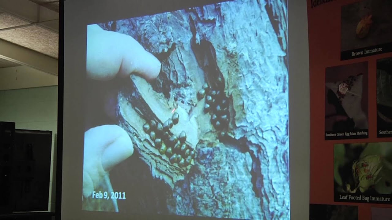 Soybean Insects - Description, Damage, Threshold and Scouting Techniques