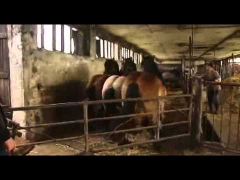 Un cheval qui se tape un Front Flip sur une barrière