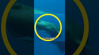 Sperm whales: the loudest animals on earth! #whale #whalesounds #whalecommunication  #animals