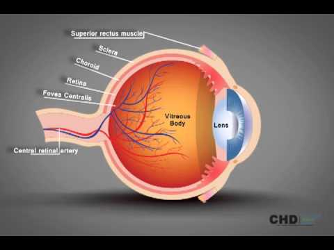 Estructura del ojo humano - anatomía del ojo explicada
