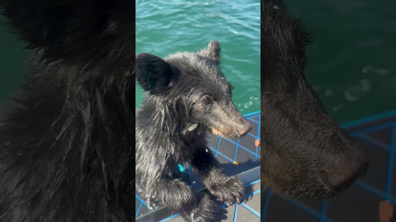 Boaters Rescue Exhausted Bear Cub Struggling in Lake || ViralHog
