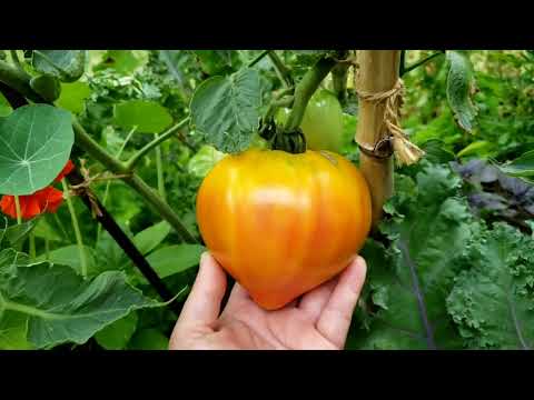 First Tomato harvest of the season!