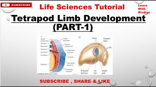 Limb Development (Part-1) || Developmental Biology || Important topic for PG Classes /CSIR NET exam