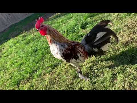 2019....Splash Mug Stag