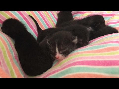Mother Cat Moves her Day Old Kittens! Why?