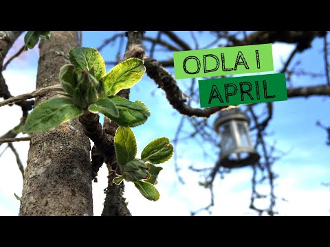 Odla i APRIL - Våren är här! Det börjar bli trångt i växthusen och det är tid för sådd
