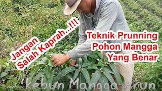 Download lagu Tahap II: Cara Pruning Pohon Mangga Yang Benar mp3