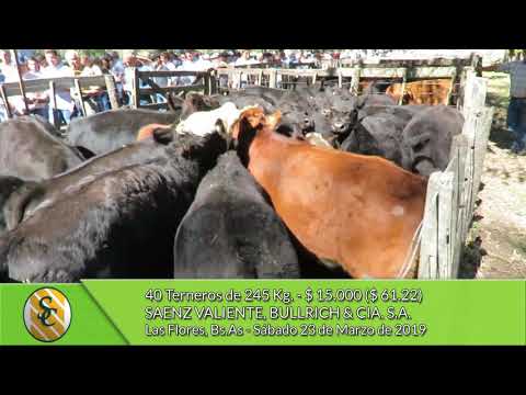 23-03-19 - Venta de Machos  - Saenz Valiente, Bullrich  & Cía. S.A. - Las Flores