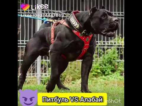 Видео собаки