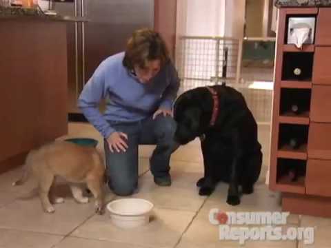 Pet Food Buying Advice | Consumer Reports
