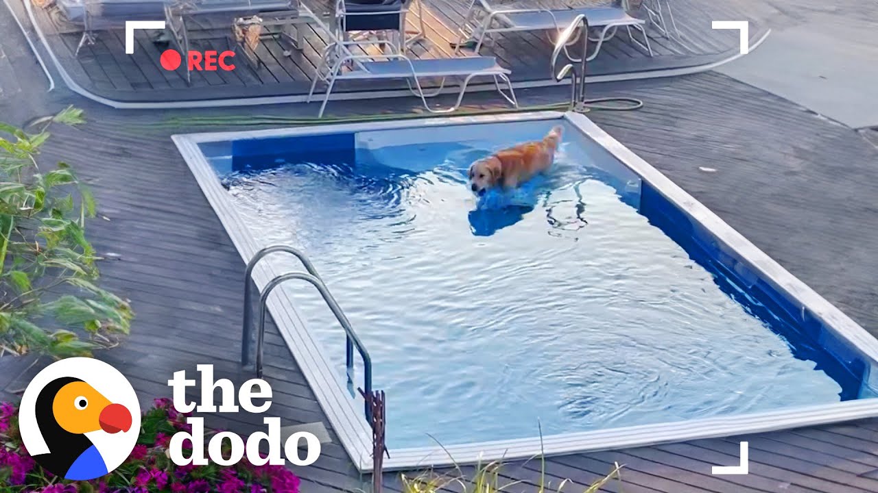 Golden Retriever Caught On Camera Sneaking Into Neighbor's Pool | The Dodo