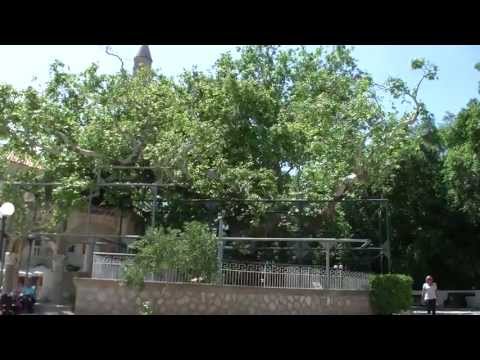 Platane des Hippokrates (Kos Stadt)