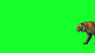 Download lagu Video green screen TIGER koleksi mp3