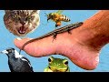 I Let Wild Aussie Animals Take Over My House