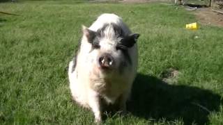 Farm Fusion Class: “Pasture Pirates”