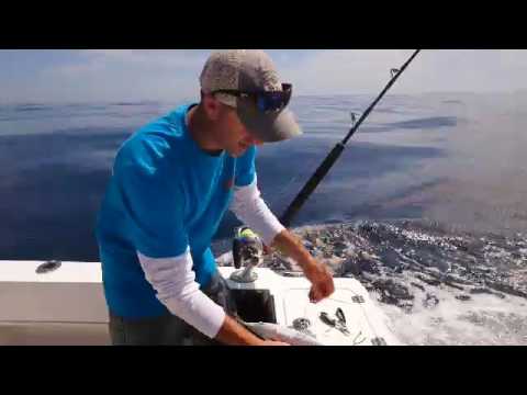 How to rig a skip bait for Marlin - quick and easy
