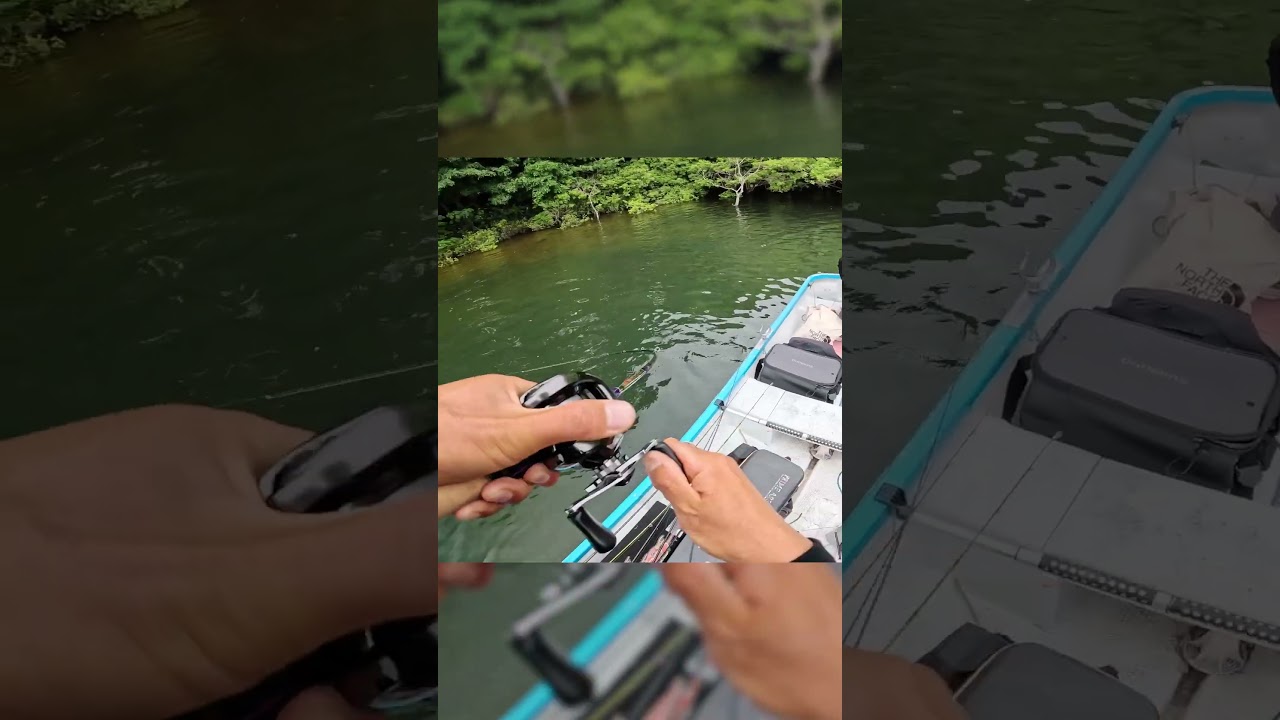 入鹿池の太いバスをジャークベイトで釣る #shorts