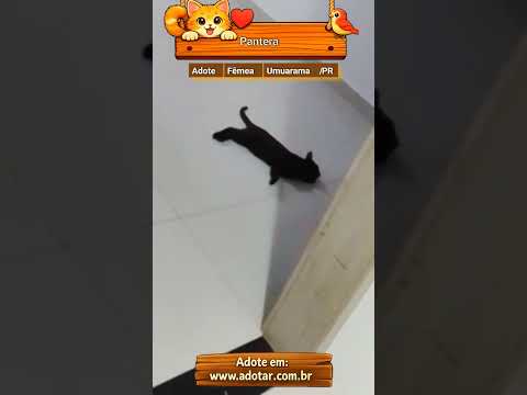 Vídeo de Pantera