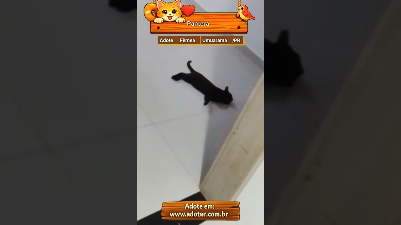 Gato raça SRD-ViraLata idade 2 a 6 meses nome Pantera