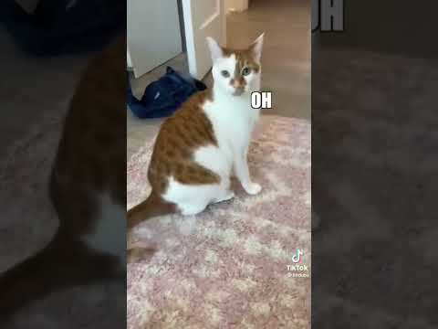 Sharon got upset #shorts #fyp #funny #cats #catsoftiktok #scarf #claws