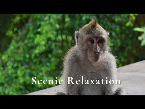 Animals of South America 4K - Scenic Wildlife Film With Calming Music