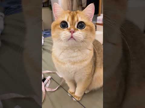 cats meowing meowing cats meowing loudly meowing kittens #funny #fyp #comedy #foryou #cute #cats❤❤