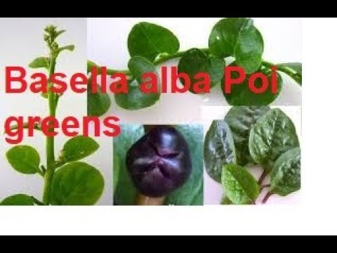 पोइ खाने के फायदे अद्भुत आज जान लो /basella alba poi greens medicinal uses Video