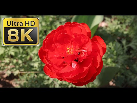 8K ULTRA HD / 8K TV – The Most Beautiful Tulip Flowers | Flower Blooming Time Lapse  | Tulip Flowers