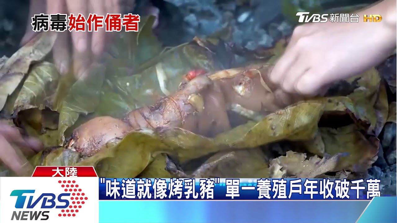陸饕客最愛的野味! 竹鼠恐為武漢肺炎源頭