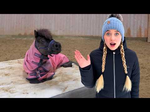 Ein BETT für die SHETTYS - Stallvlog