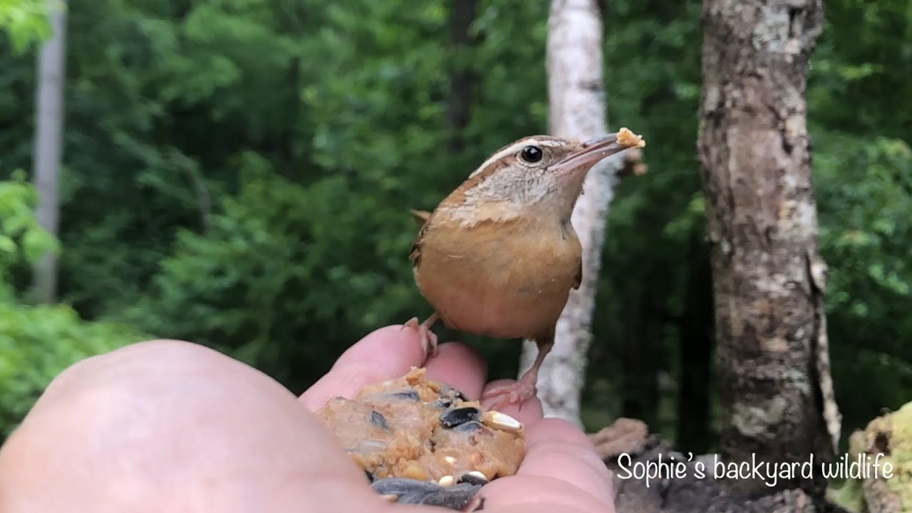 Hand feeding birds - Carolina wren