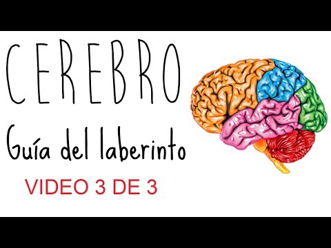 Semana de la Ciencia: Introducción al cerebro humano (3  de 3) David Antón Menéndez