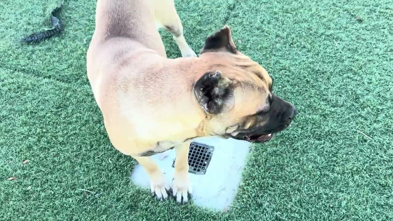 Enlarge Cinnamon (Available Oct. 22), a Adoptable mixed breed in Wasco, CA video 6/6