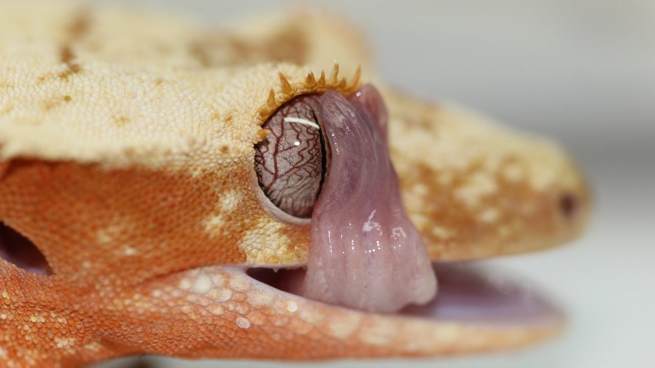 10 Things You Might Not Know About Crested Geckos