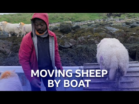 Moving Sheep By Boat To A Grazing Island | Return To Uist | BBC Scotland