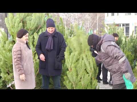 В Курске открылись ёлочные базары