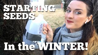 How To Winter Sow Seeds in Milk Jugs | Cold Stratification