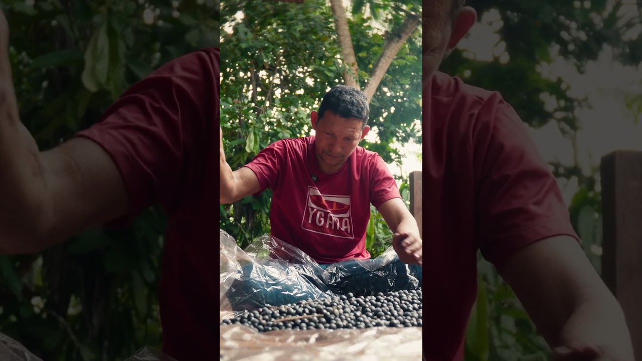 Ilha do Combu, a Amazônia ribeirinha no Rio Guamá