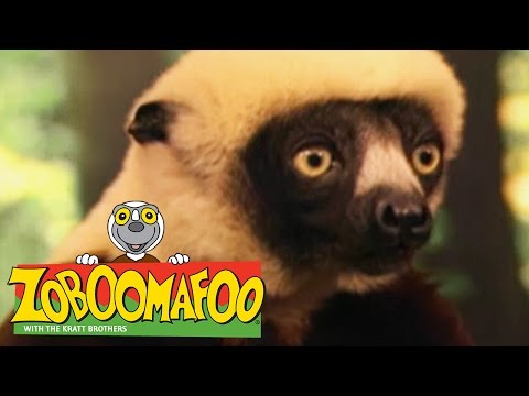 🐒 Zoboomafoo 🐒 103 | Dinosaurs - Full Episode | Kids TV Shows