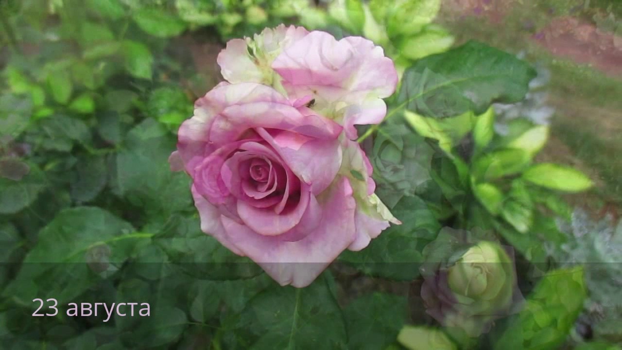 ✿➽ Роза Кул Ватер (часть 2)