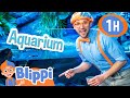 Blippi Visits The Aquarium And Learns About Fish Educational Videos For Kids